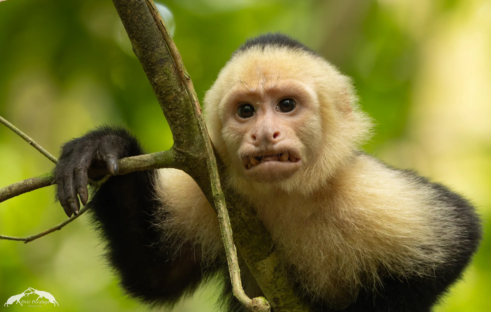Capuchin monkey, Monteverde
